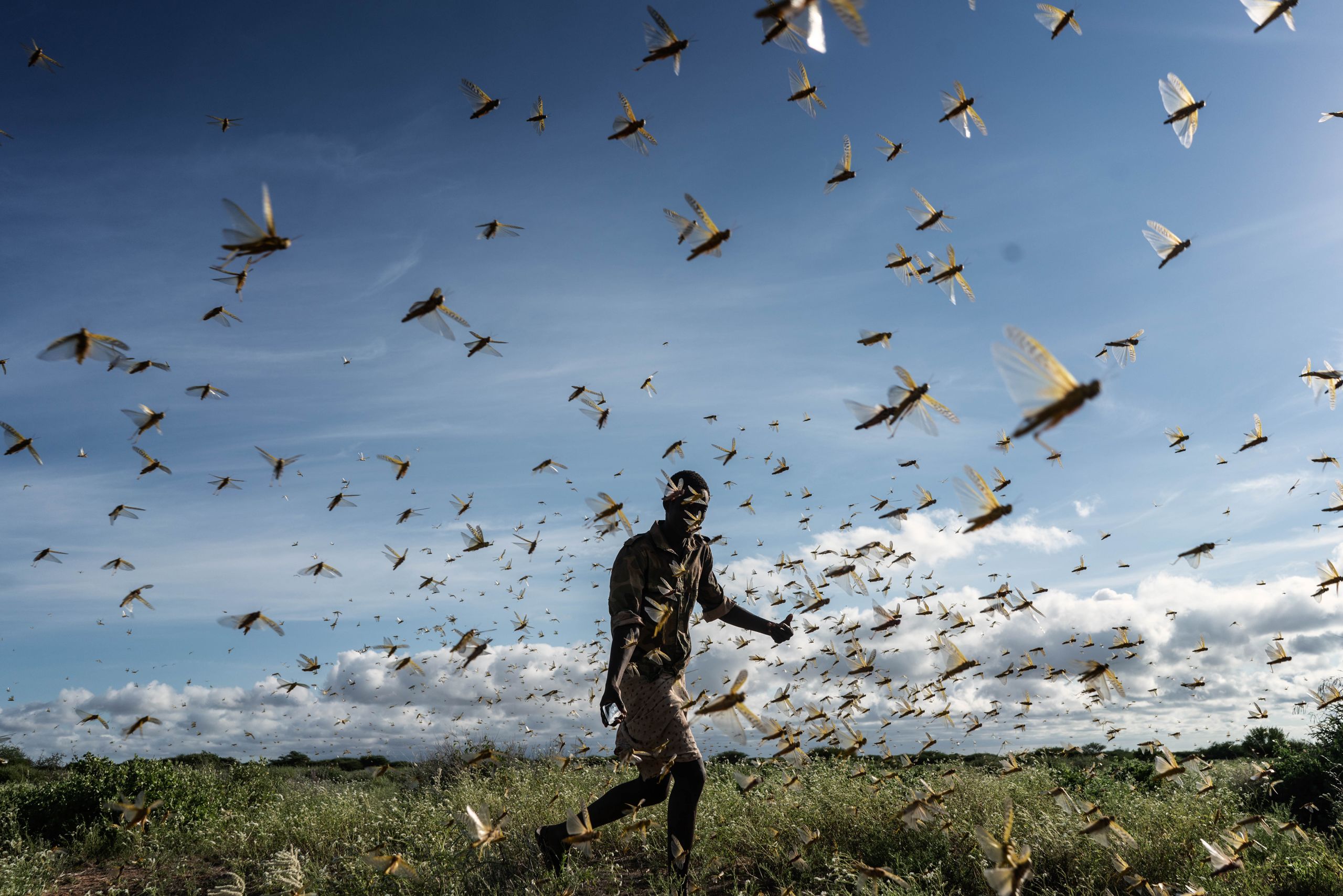 Vast swarms of desert locusts.jpeg